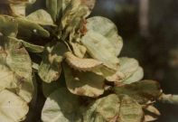 White-letter Hairstreak feeding damage - Andrew Middleton